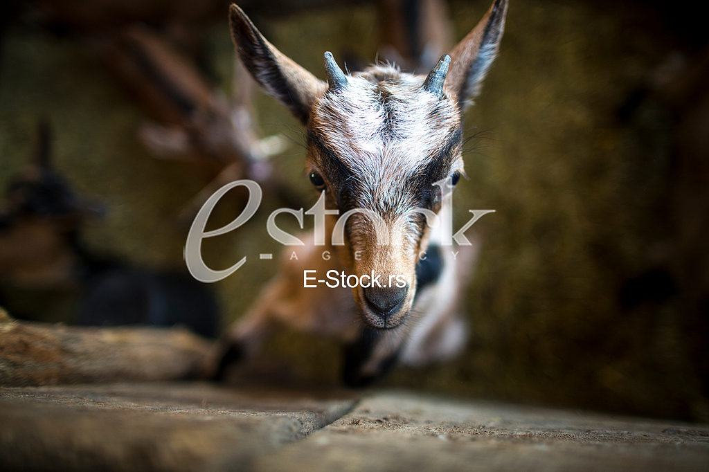 Goat farm Serbia