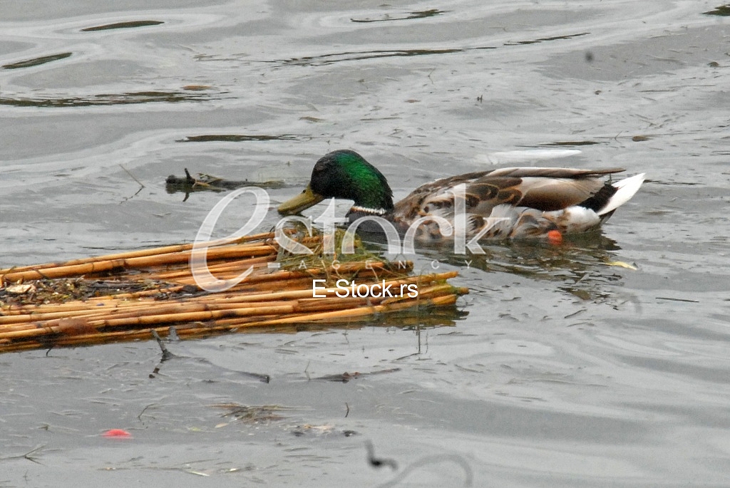 Mallard