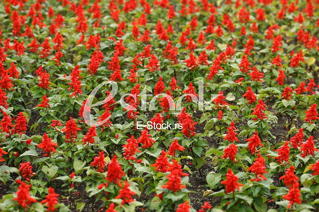 red Flower Field Fresh Bright Sunny Day
