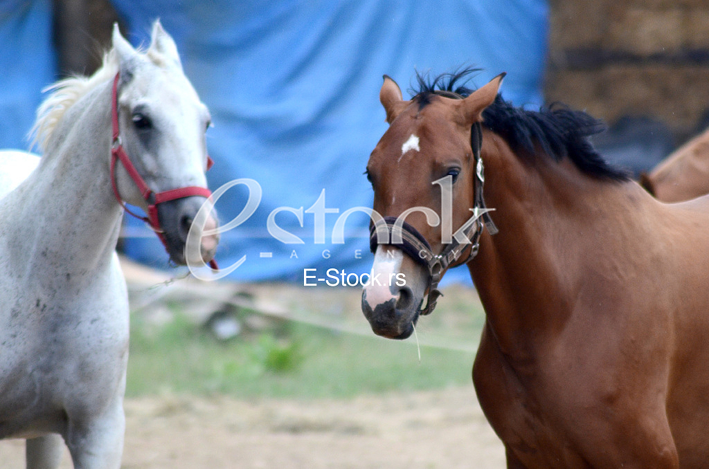 Horse