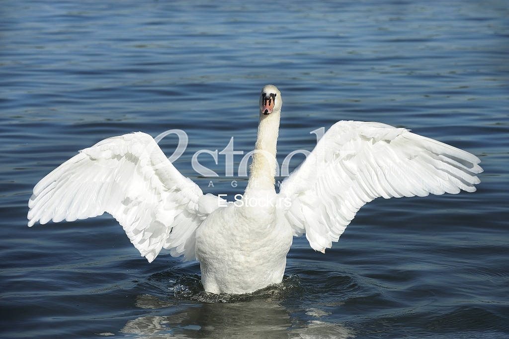 swan on blue water