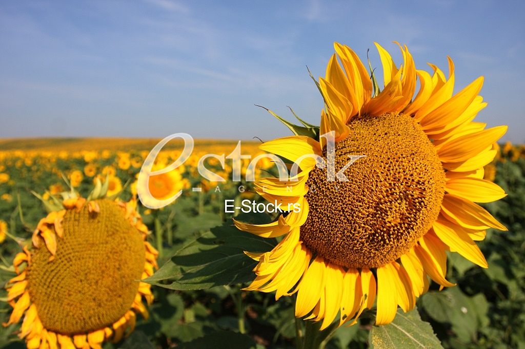 field of sunflowers and blue sun sky