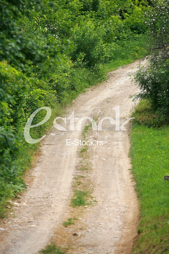 Rural road Country road,green trees and forest