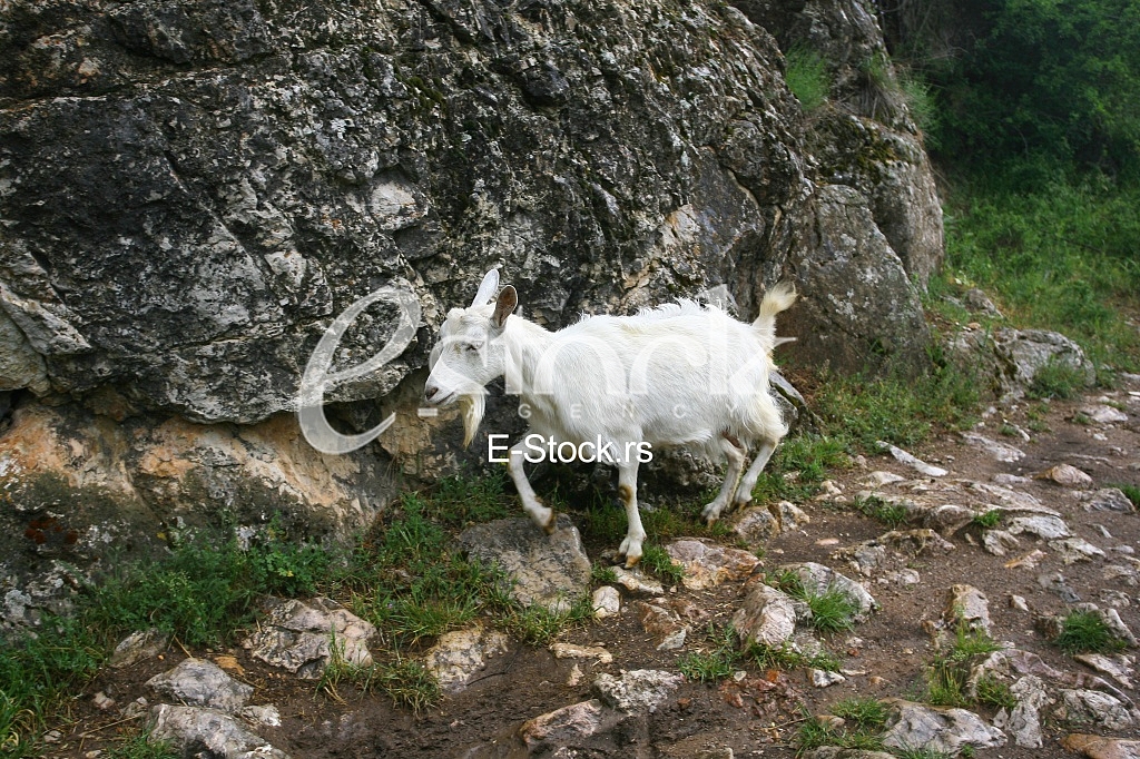 white goat out to pasture in the mountains