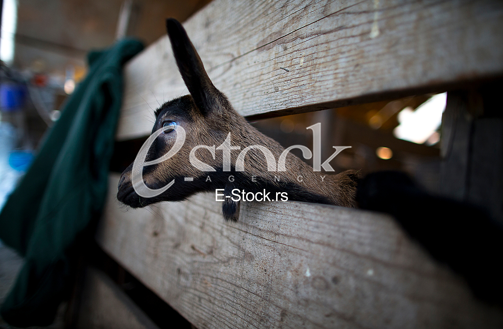 Goat farm Serbia
