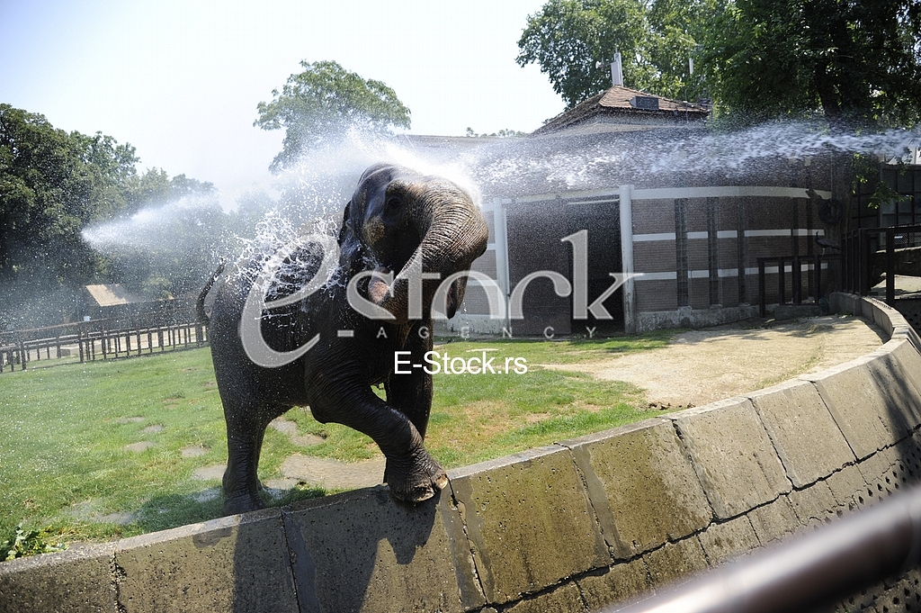 Belgrade zoo on summer day
