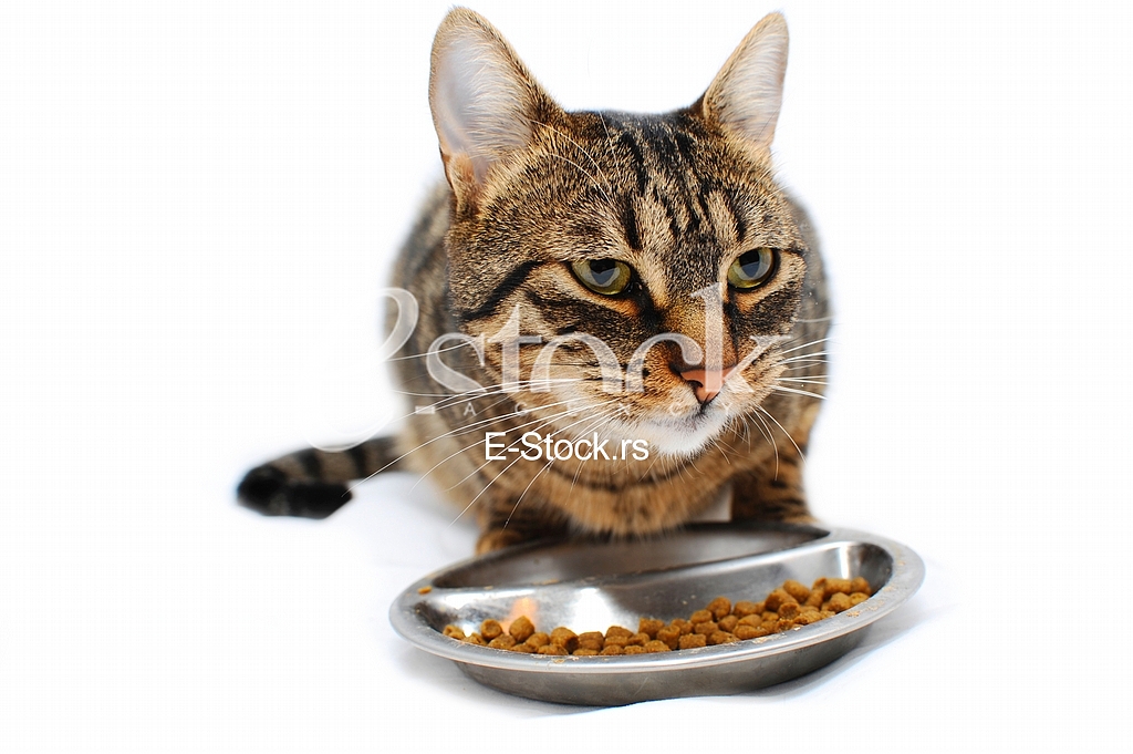 Domestic cat, animal