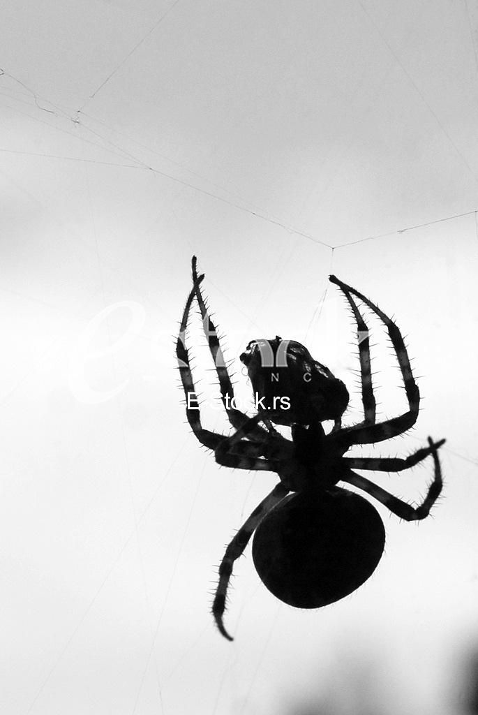 Spider