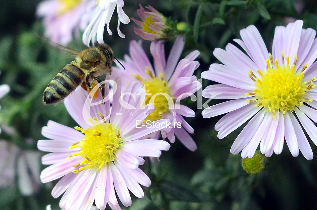 The bee