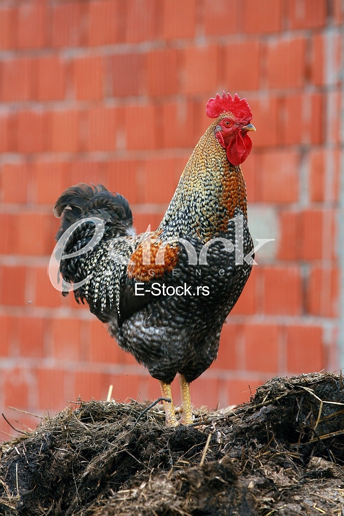Beautiful rooster crowing crows rooster