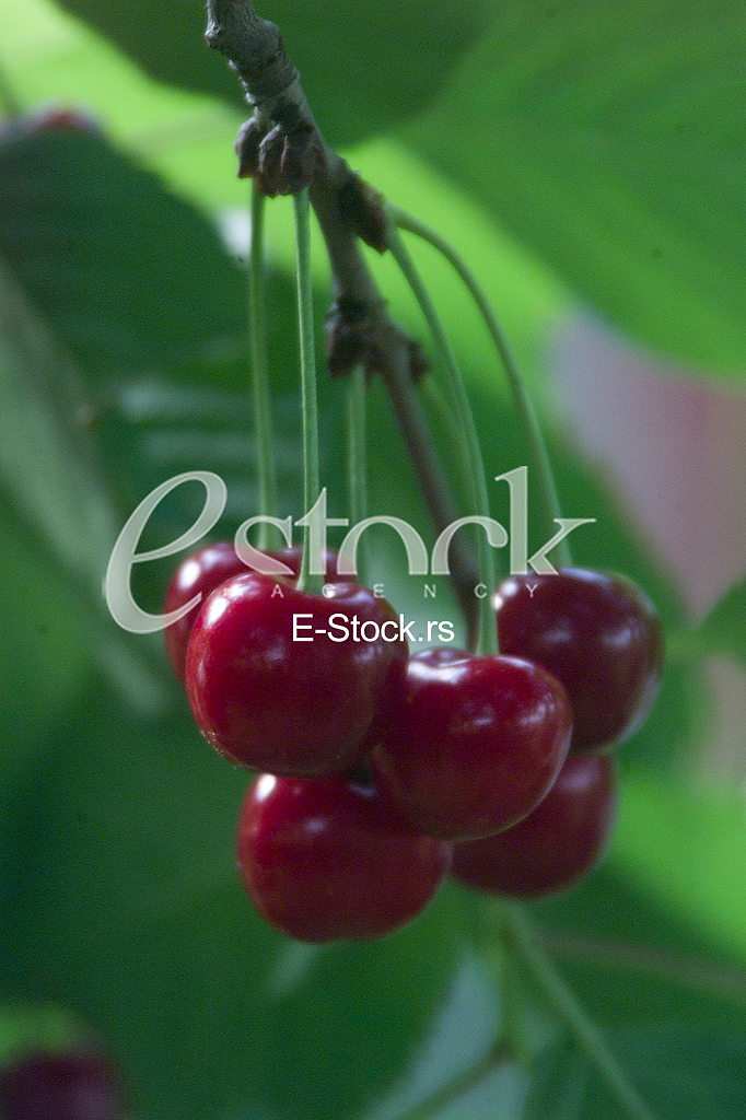 Visnja, Cherry
