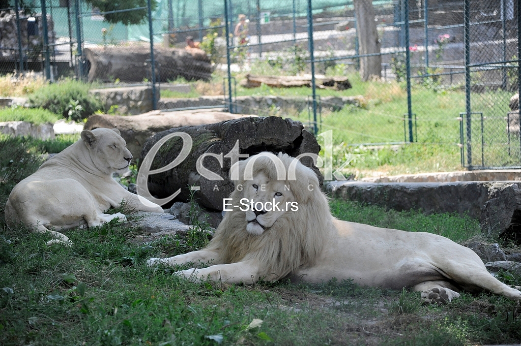 Belgrade zoo on summer day