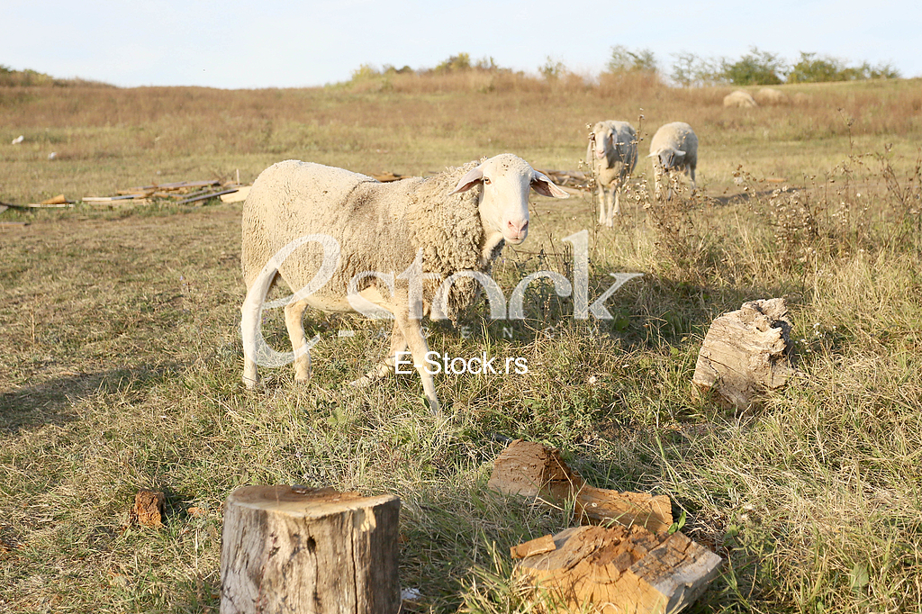 Kumodrasko polje ranc Stalete Djurica