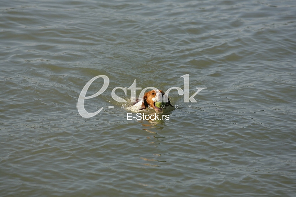 a dog swims in the water and playing with a ball in the water
