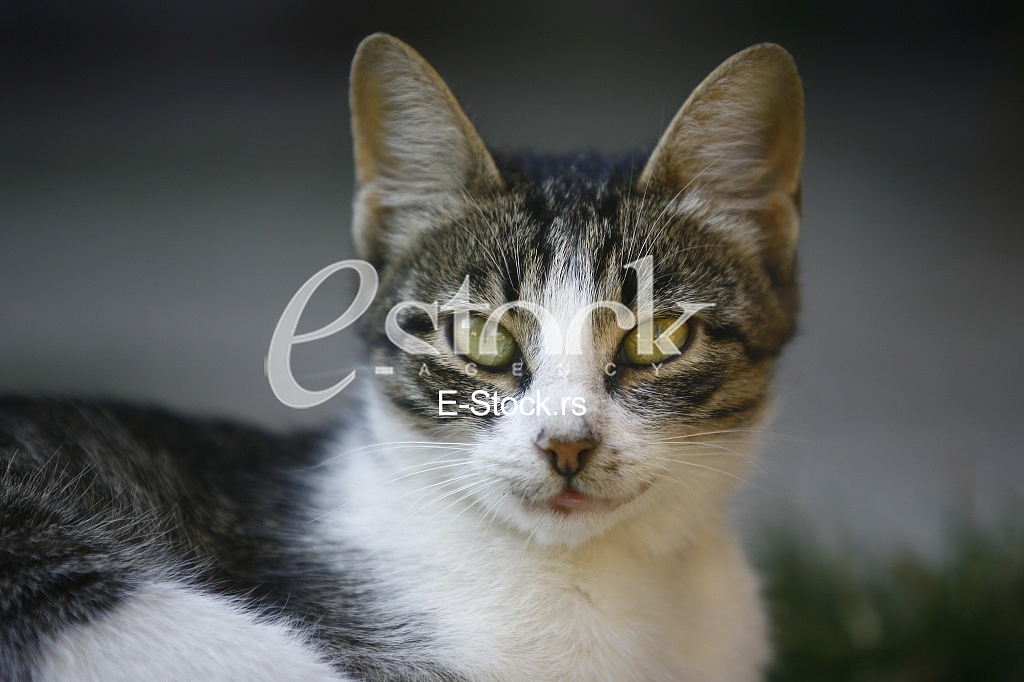 Cat pretty