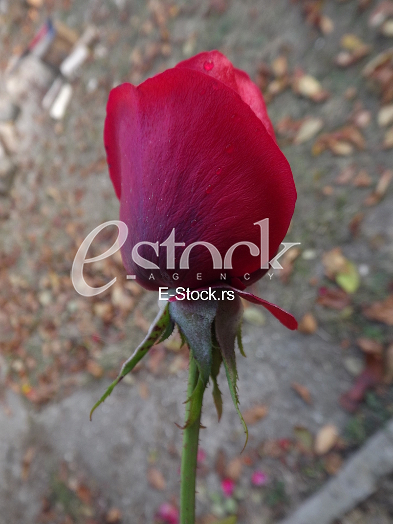 Ruza, rose, cvet