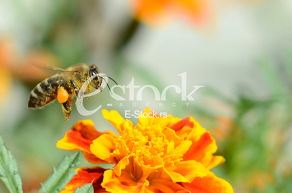The bee
