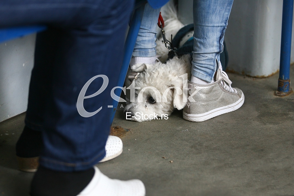 White mini poodle Dog