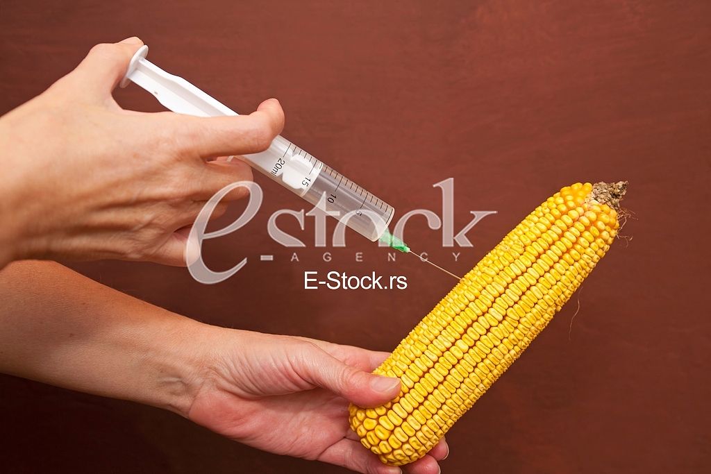 GMO corn