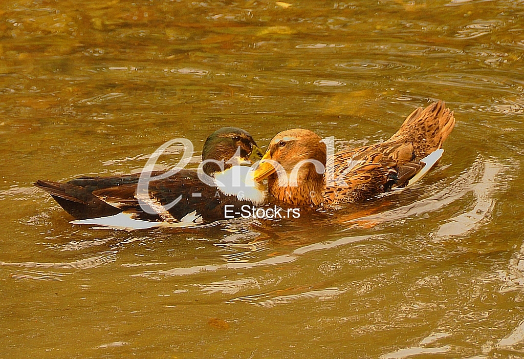 Duck