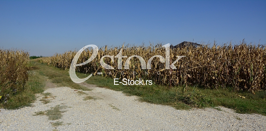 House of singer Seka Aleksic in the middle of a corn field in Stara Pazova