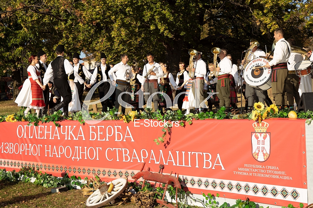 Topola Oplenacka berba