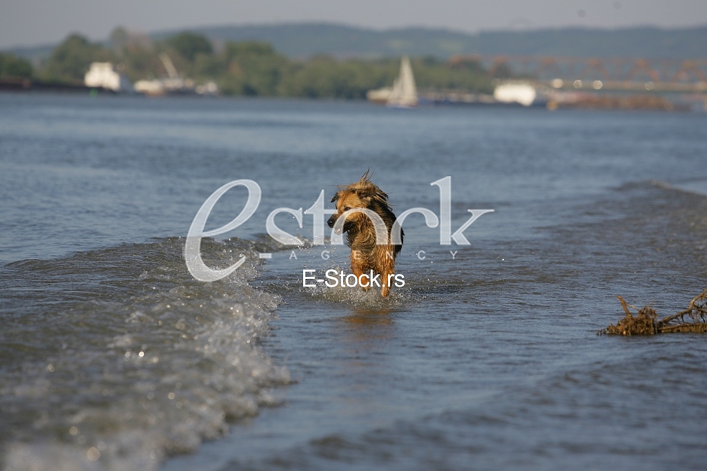 dog running through the water, dog runs on water