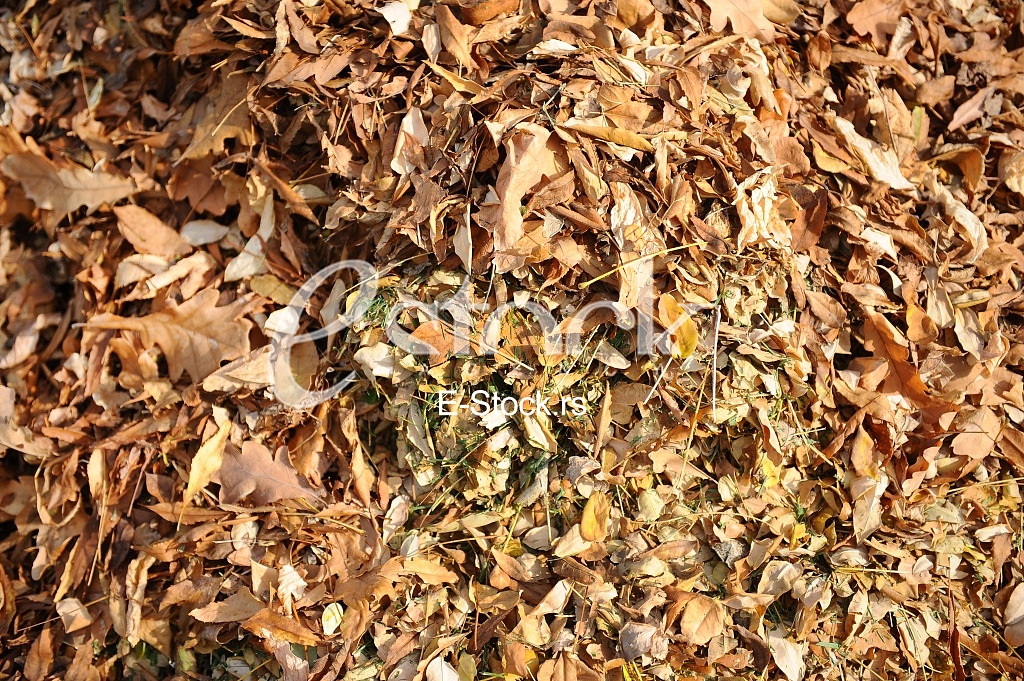 fallen autumn leaves