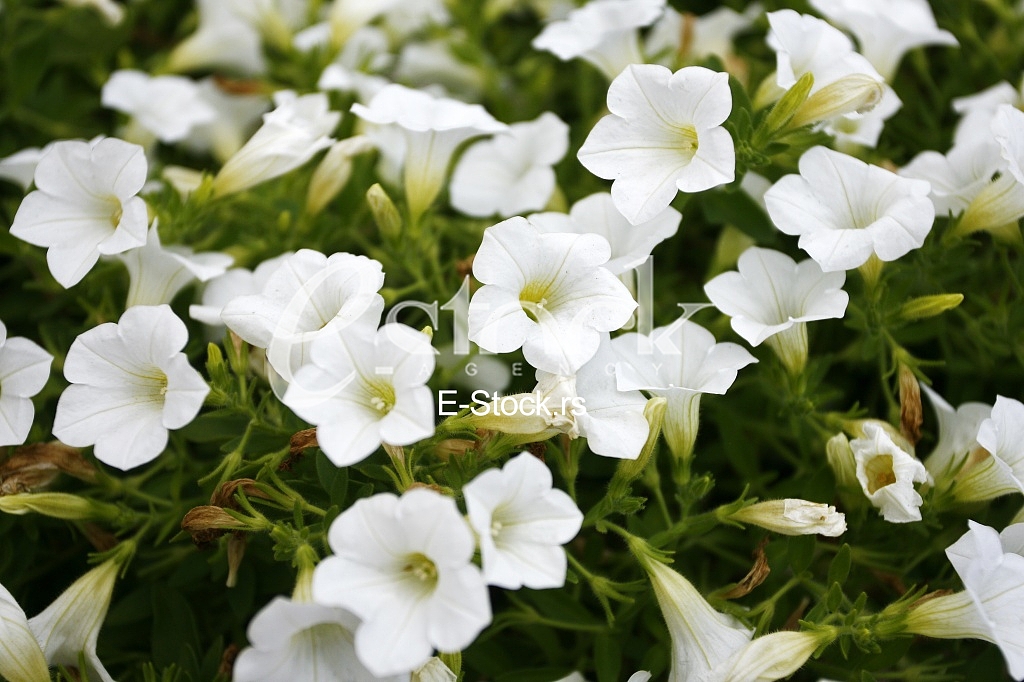 white flowers
