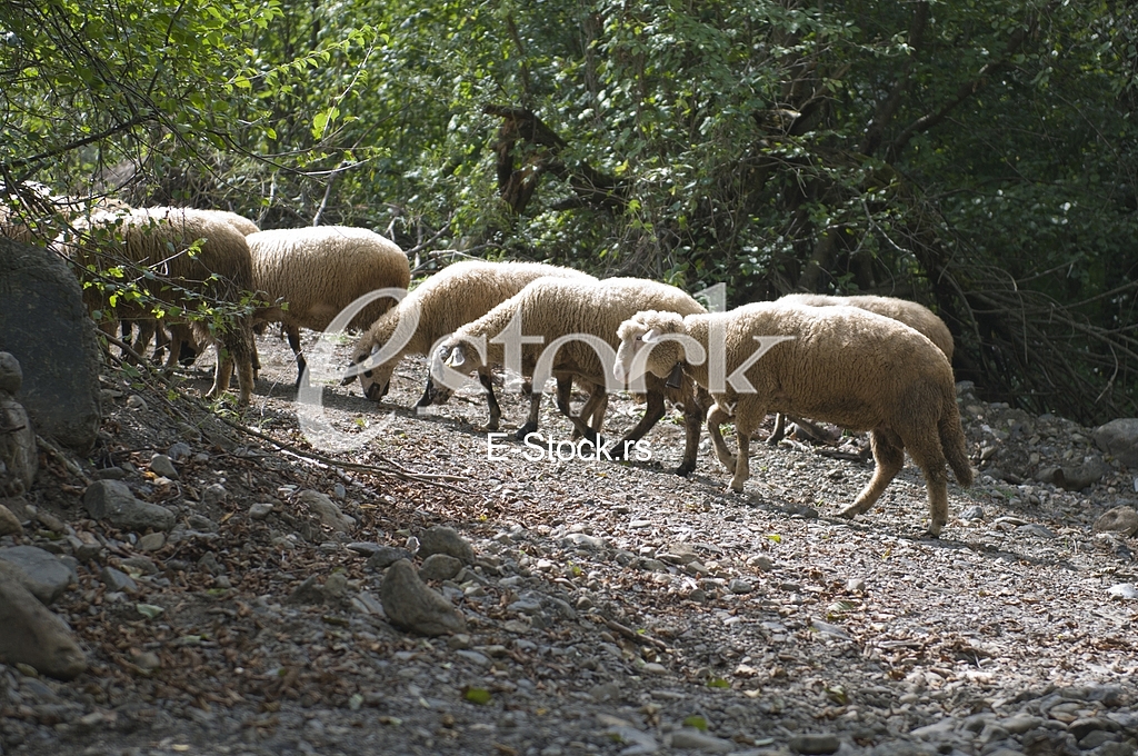 Sheep