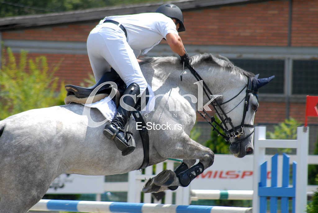Equestrian Sport