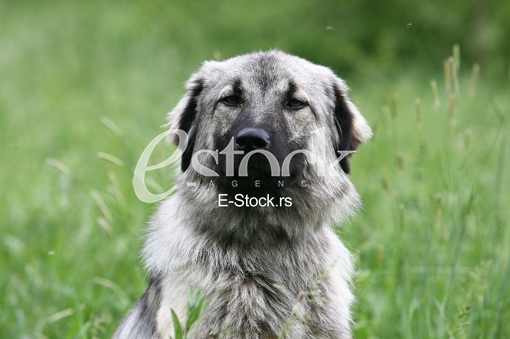 A working sheepdog dog in the green field
