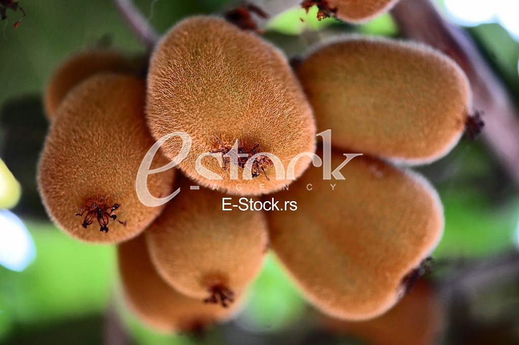 Fruits