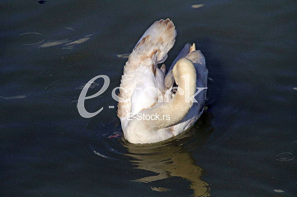 Labud na reci Dunav, Swan on the Danube river