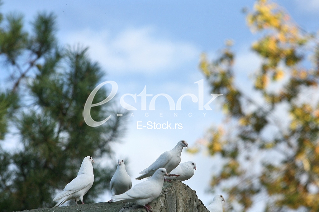 White doves are resting after the flight 