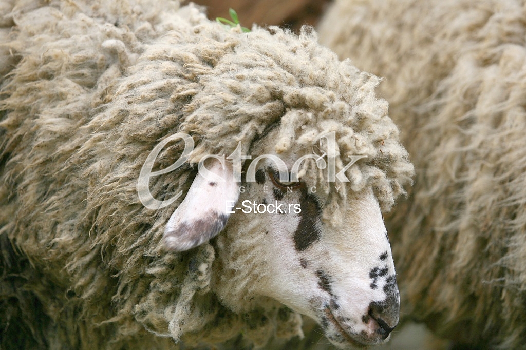 Herd of sheep on beautiful mountain meadow