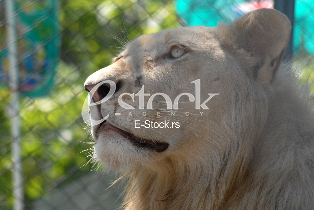 White lion