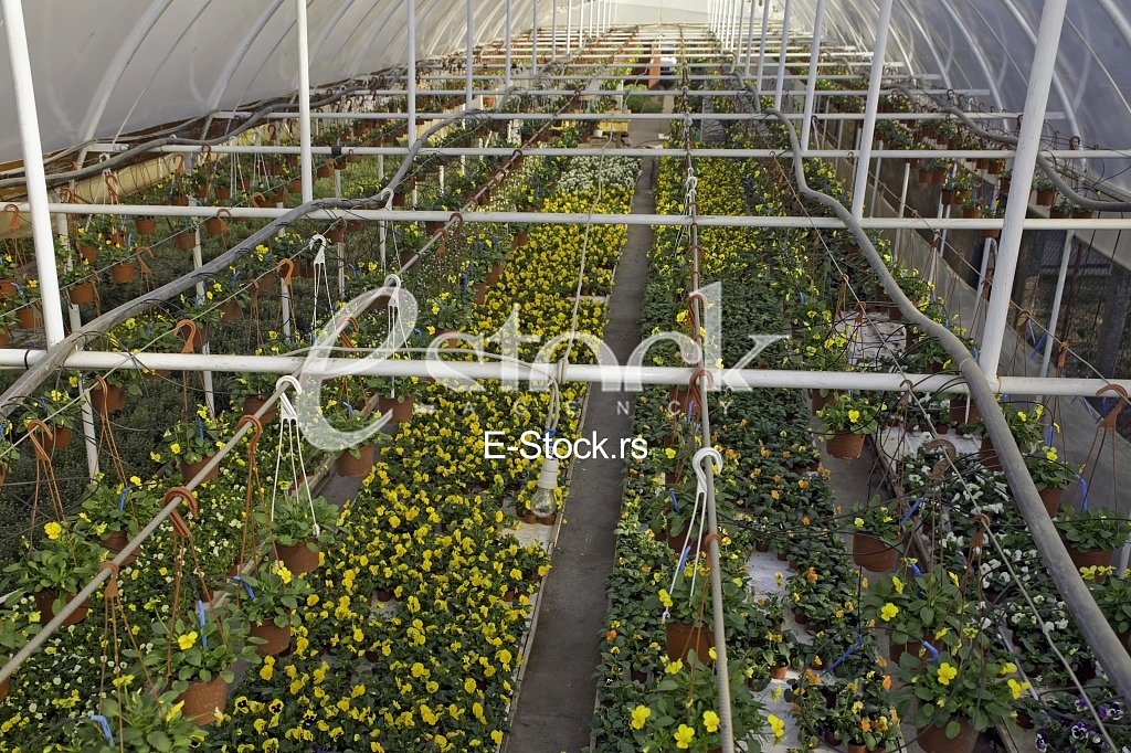 Greenhouse