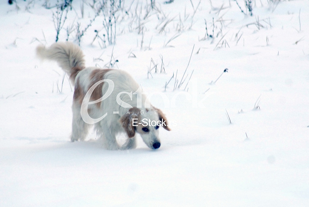 Hunting dog
