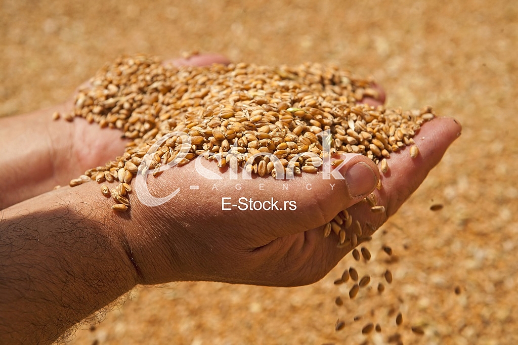 Agriculture Agriculture