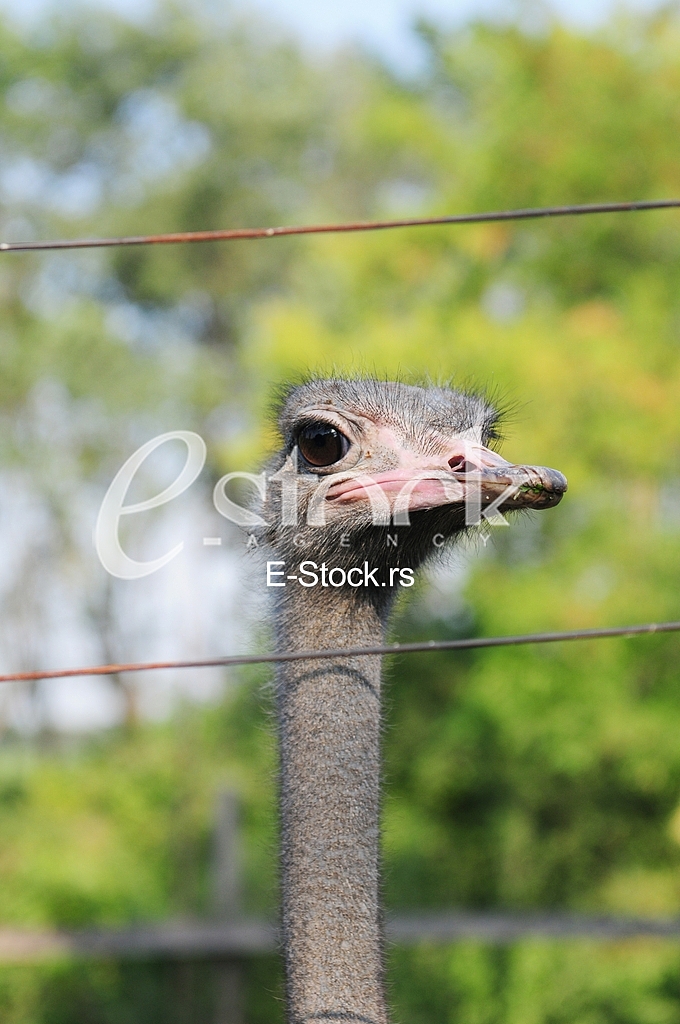 Ostrich, animal