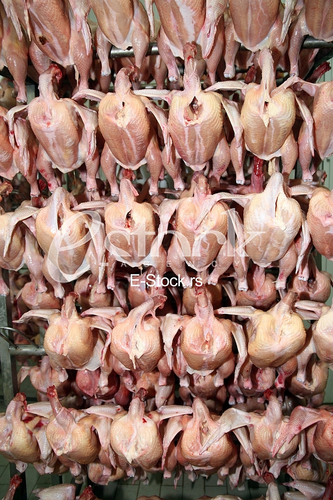Chicken meat