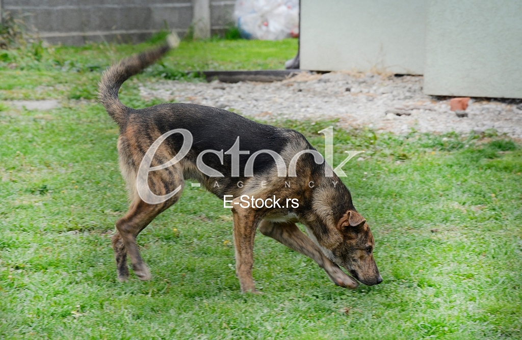Association for adoption dogs 