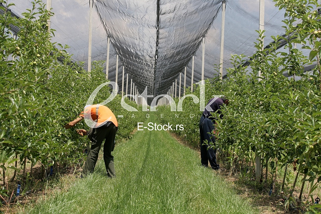large apple orchard in summer