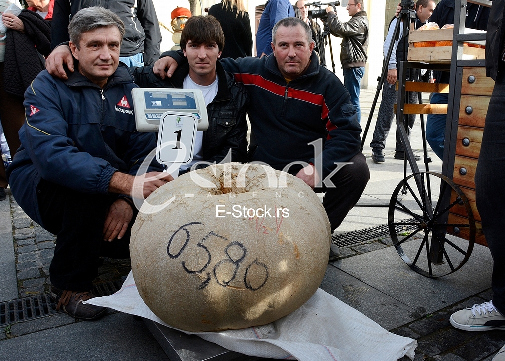 competition for the heaviest pumpkin, and for the most beautiful piece of pumpkin, market Zemun