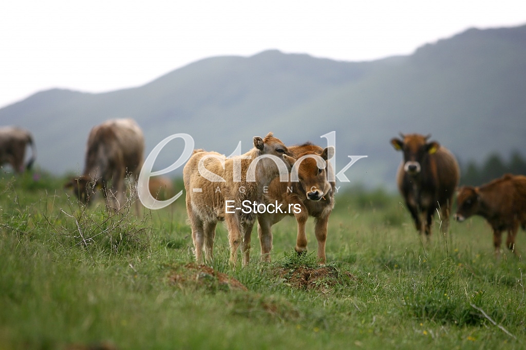 Cows grazing on a green summer meadow