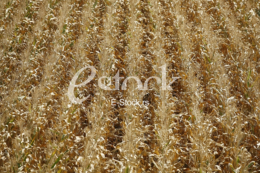 corn field background