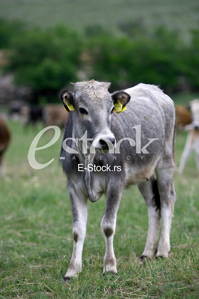 Cows grazing on a green summer meadow