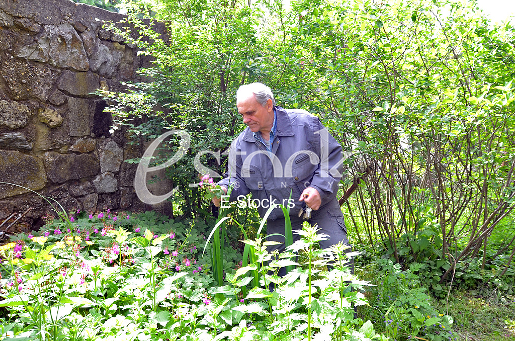 Zoran Veselinovic herbalist