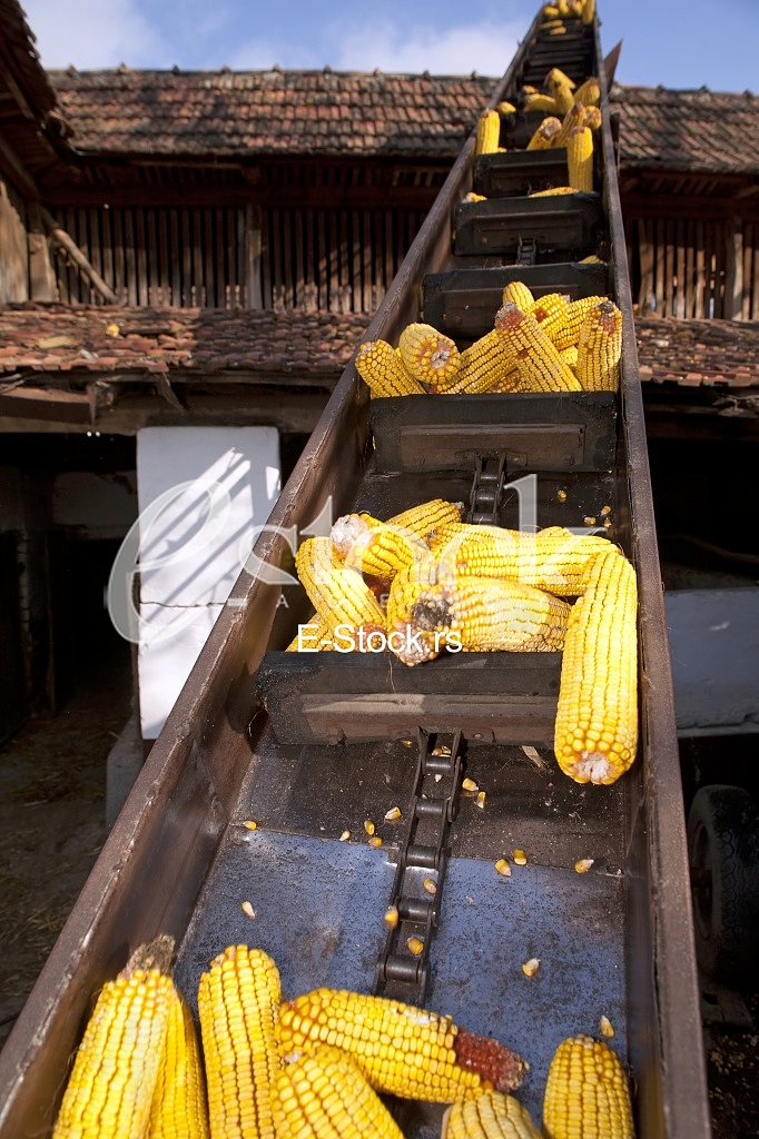 Corn factory